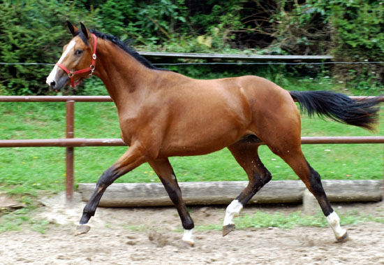 Thurn und Taxis v. Axis u.d. Elitestute Thirza v. Karon - in Hmelschenburg - Foto: Beate Langels Trakehner Gestt Hmelschenburg