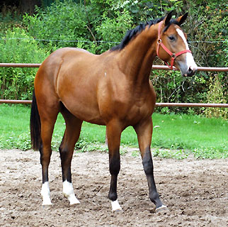 Thurn und Taxis v. Axis u.d. Elitestute Thirza v. Karon - in Hmelschenburg - Foto: Beate Langels Trakehner Gestt Hmelschenburg