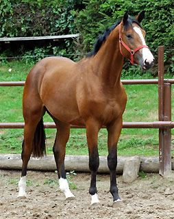 hurn und Taxis by Axis out of Elitemare Thirza by Karon - in Hmelschenburg - Foto: Beate Langels Trakehner Gestt Hmelschenburg