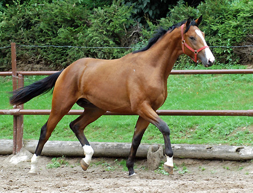 Thurn und Taxis v.Axis u.d. Elitestute Thirza v. Karon - in Hmelschenburg - Foto: Beate Langels Trakehner Gestt Hmelschenburg