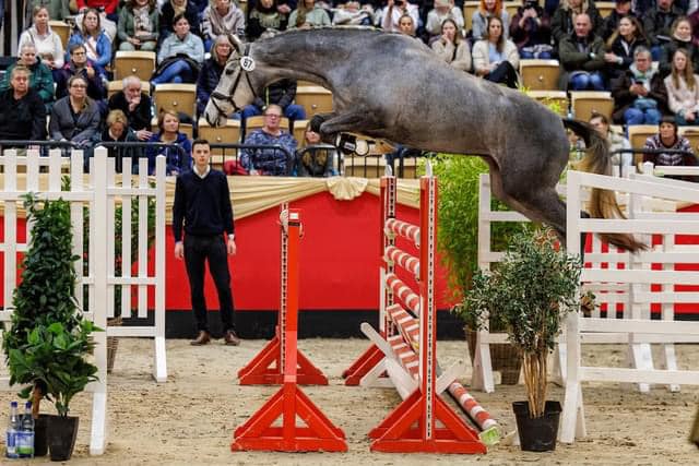 Pr.A. Tea at Five - Trakehner Mare by Saint Cyr out of Pr.St. TeaCup
by Exclusiv - Gestüt Hämelschenburg - Beate Langels