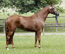 Champion of the older mares: Teresita by Alter Fritz out of elitemare Thirza by Karon, Breeder: Jutta Langels, Owner: Ulrike Sahm