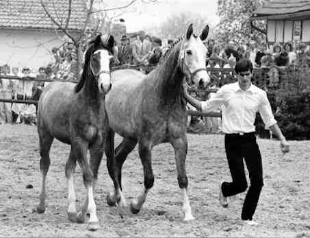 Thiara by Falke - with her colt 