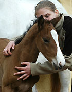 8 Stunden alt,Hengstfohlen von Axis u.d. Elitestute Thirza v. Karon