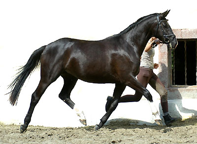 Black Trakehner Mare THIRICA by Enrico Caruso out of Thirza by Karon
