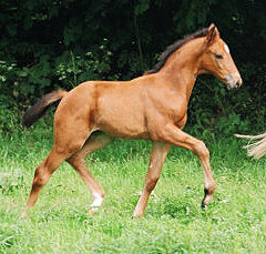 Filly by Schwadroneur out of elitemare Thirza by Karon - Juli 2003