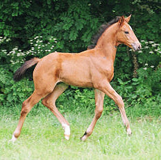 Filly by Schwadroneur out of elitemare Thirza by Karon - Juli 2003