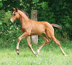 Stutfohlen von Schwadroneur u.d. Elitestute Thirza v. Karon - Anfang Juli 2003