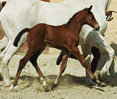 Filly by Schwadroneur out of Elitemare Thirza by Karon