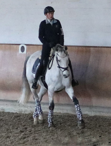 TEATIME von Summertime - Foto: privat - Trakehner Gestt Hmelschenburg