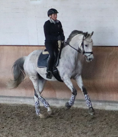 TEATIME von Summertime - Foto: privat - Trakehner Gestt Hmelschenburg