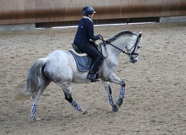 TEATIME von Summertime - Foto: privat - Trakehner Gestt Hmelschenburg