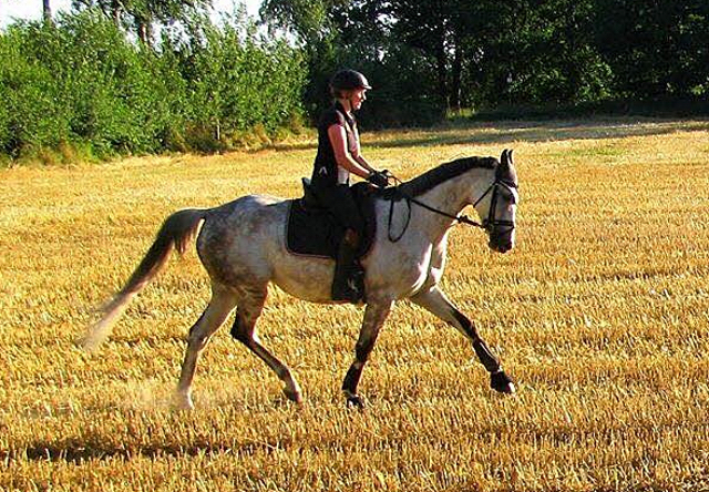 TEATIME von Summertime und KLASSIC BLUE v. Singolo - Foto: privat - Trakehner Gestt Hmelschenburg