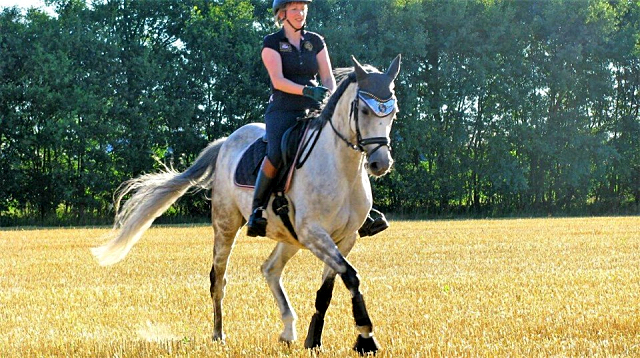 TEATIME von Summertime und KLASSIC BLUE v. Singolo - Foto: privat - Trakehner Gestt Hmelschenburg