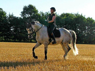 TEATIME von Summertime und KLASSIC BLUE v. Singolo - Foto: privat - Trakehner Gestt Hmelschenburg