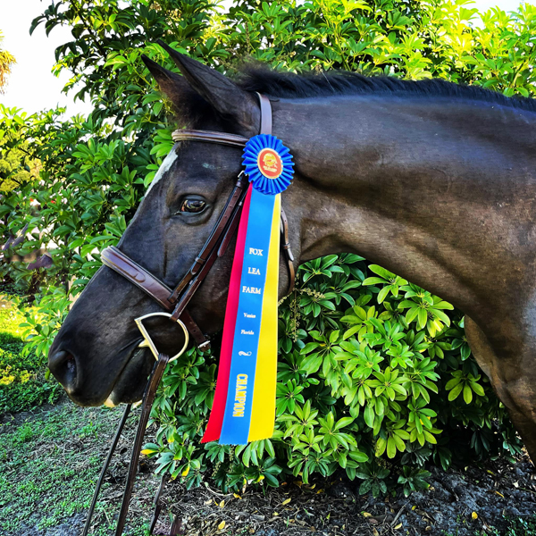 The Irish (fr.Guardiola) Trakehner von Saint Cyr u.d. Greta Garbo - November 2021   -
Trakehner Gestt Hmelschenburg