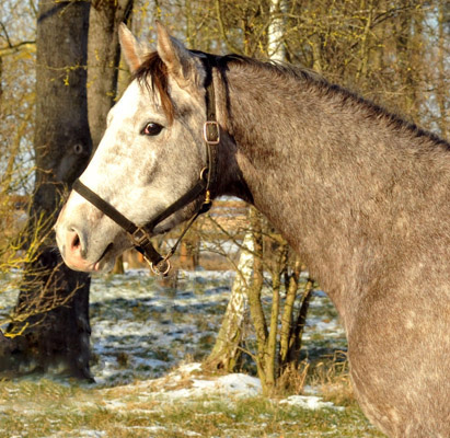 Trakehner Tilly von Leonidas - Encrico Caruso (2 Jahr alt) - Trakehner Gest�t H�melschenburg Beate Langels