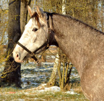 Tilly von Leonidas u.d. Thirica v. Enrico Caruso, 3j�hrig (Foto B. Langels) - Trakehner Gest�t H�melschenburg Beate Langels