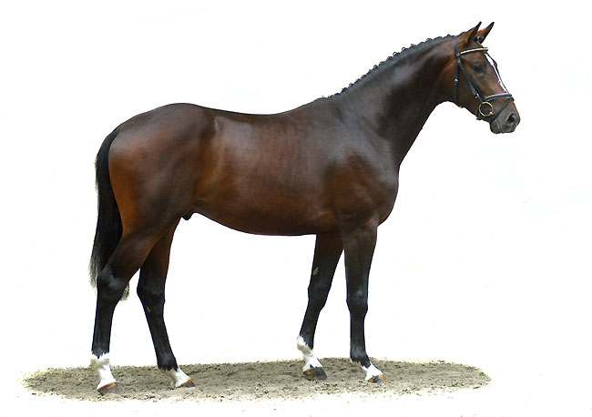 Trakehner Timberlane by Exclusiv - Summertime - Karon, Trakehner Gestt Hmelschenburg - Beate Langels