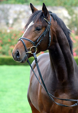 Trakehner Hengst TIMBERLANE von Exclusiv - Summertime - Karon, Trakehner Gestt Hmelschenburg - Beate Langels