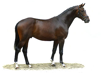 Trakehner Hengst TIMBERLANE