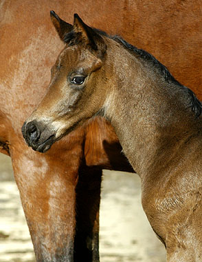 Stutfohlen von Insterburg u.d. Pr. u. StPrSt. Karena v. Freudenfest - Trakehner Gestt Hmelschenburg, Beate Langels