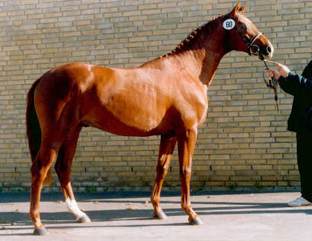 Trakehner Premiumstallion Tolstoi by Kostolany, Foto: Grfin Dohna