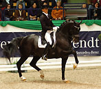 Kostolany's Enkel Totilas - Trakehner Gestüt Hmelschenburg