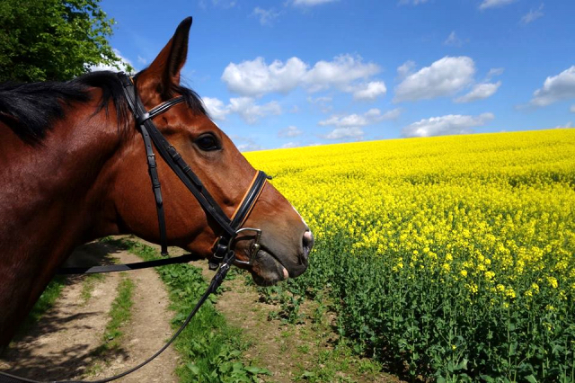 Tour von Freudenfest u.d. Pr.u.StPrSt. Tavolara v. Exclusiv  - Foto: Christians - Trakehner Gestt Hmelschenburg