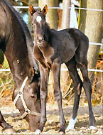 der erste Ausflug: Stutfohlen von Exclusiv - Houston - Enrico Caruso