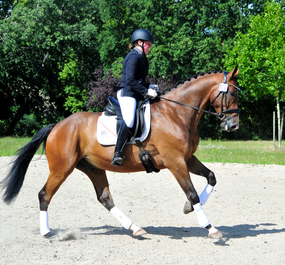 Tom Taylor v Zauberdeyk u.d. St.Pr.u.Pr.St. Tacyra v. Saint Cyr - Foto Beate Langels - Trakehner Gestt Hmelschenburg