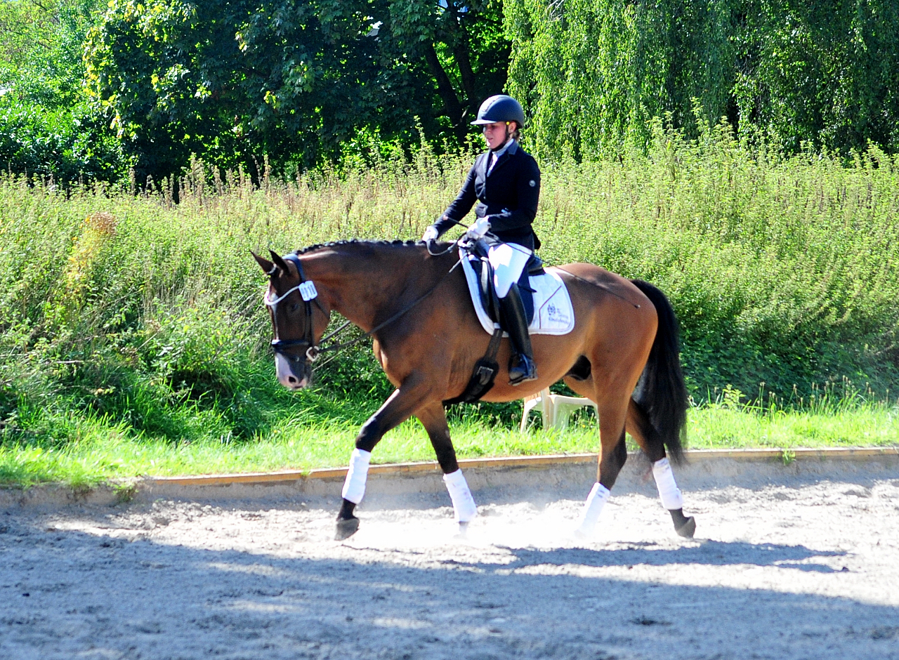 Tom Taylor v Zauberdeyk u.d. St.Pr.u.Pr.St. Tacyra v. Saint Cyr - Foto Beate Langels - Trakehner Gestt Hmelschenburg
