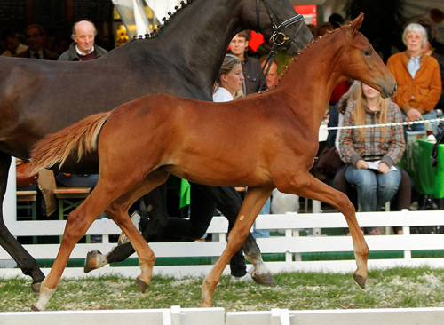 Tudor v. Iskander - Sixtus (Konsortium Tudor), Foto Lafrenz