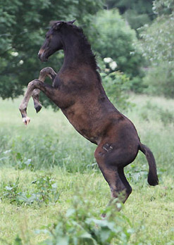 Schwalbenmelodie v. Kostolany u.d. Schwalbenfeder v. Summertime - Foto: Ulrike Sahm