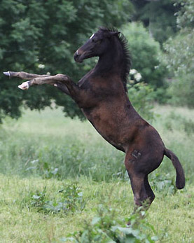 Schwalbenmelodie v. Kostolany u.d. Schwalbenfeder v. Summertime - Foto: Ulrike Sahm