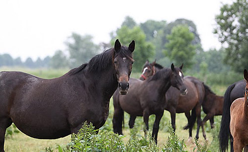 Schwalbenspiel - Foto: Ulrike Sahm