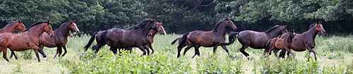 Die Hmelschenburger Stutenherde - Foto: Ulrike Sahm