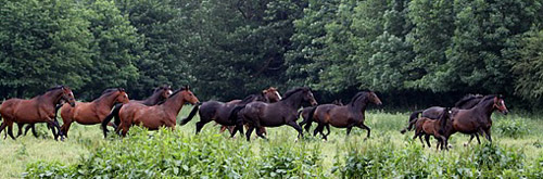 Die Hmelschenburger Stutenherde - Foto: Ulrike Sahm