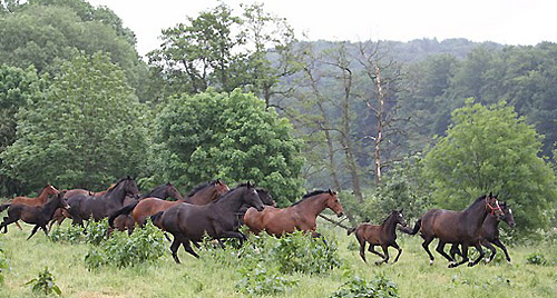 Die Hmelschenburger Stutenherde - Foto: Ulrike Sahm