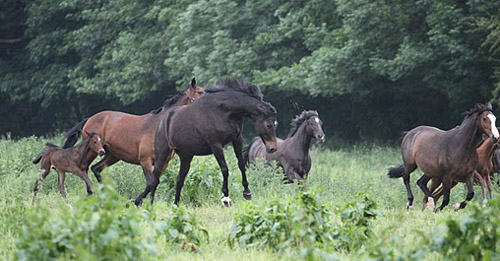 vorn Tavolara, in der Mitte Schwalbenspiel - Foto: Ulrike Sahm