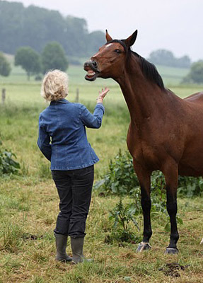 Kalmar, Schwalbenflair und Schwalbenspiel - Foto: Ulrike Sahm