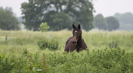 Schwalbenspiel - Foto: Ulrike Sahm
