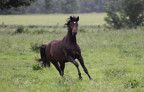 Zweijhriger Hengst von Meraldik u.d. Schwalbenflair in Hmelschenburg - Foto: Ulrike Sahm