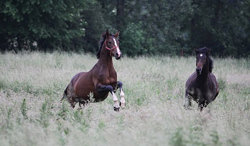 Zweijhrige Hengste von Exclusiv und Meraldik - Foto: Ulrike Sahm