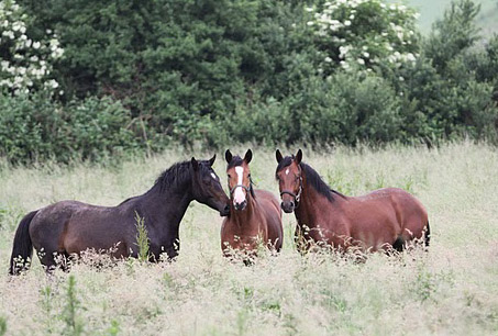 Zweijhrige Hengste von Meraldik, Axis und Summertime - Foto: Ulrike Sahm