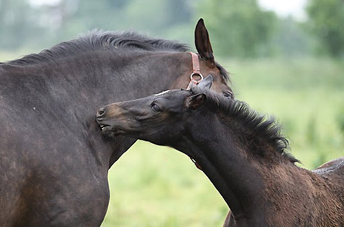 Schwalbenfeder und Tochter Schwalbenmelodie - Foto: Ulrike Sahm