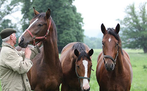 Otto Langels mit den Junghengsten von Exclusiv, Axis und Summertime - Foto: Ulrike Sahm