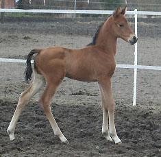 Trakehner Colt by Exclusiv out of Schwalbenfee by Freudenfest