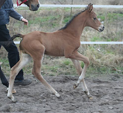 Trakehner Colt by Exclusiv out of Schwalbenfee by Freudenfest