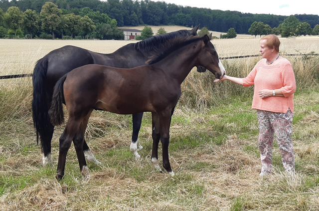 Erste Kontaktaufnahme mit Gavi di Gavi im Trakehner Gestt Hmelschenburg - Foto: Beate Langels